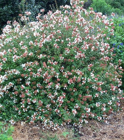 Abelia Little Richard